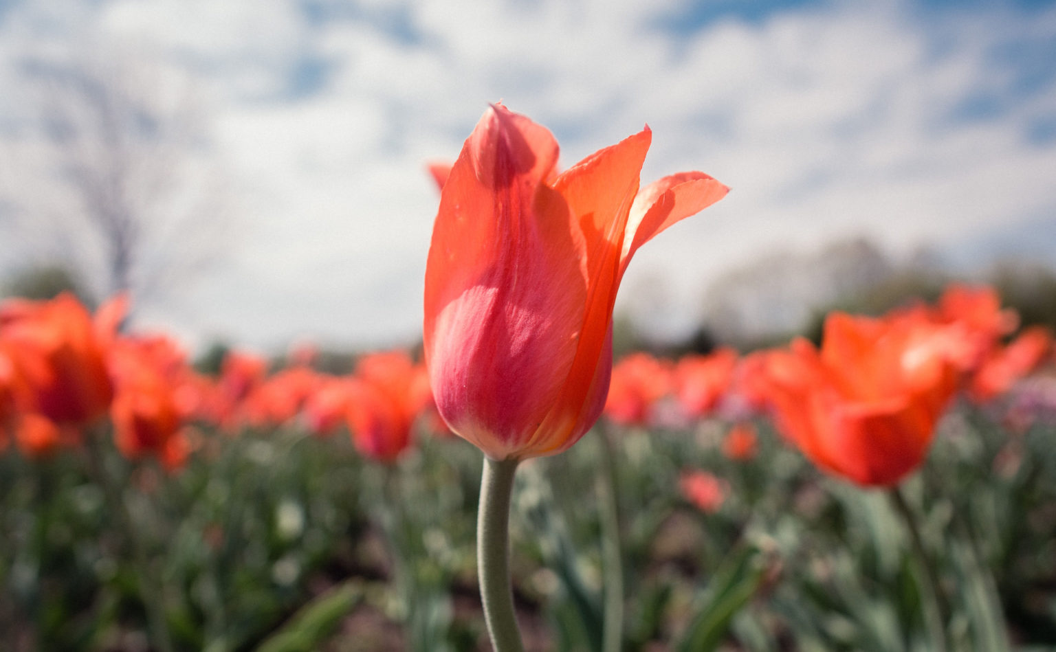 Red tulip amidst a tulip field in the Netherlands